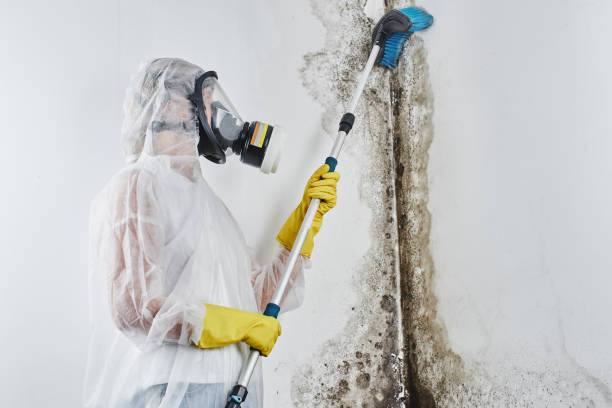 Trusted Williamsburg, OH Mold Remediation Experts