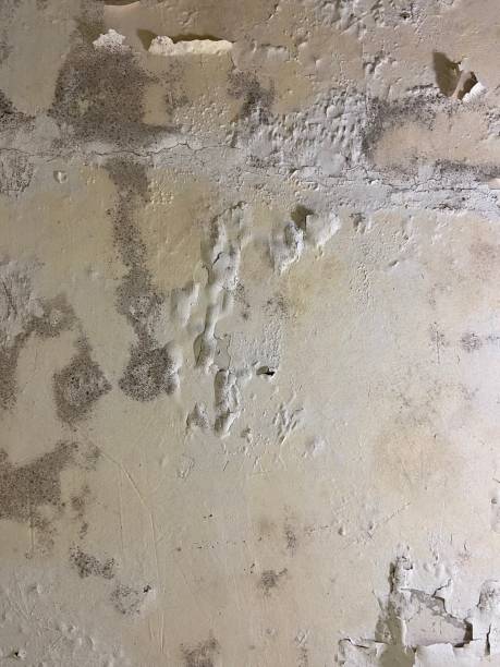Best Basement Mold Remediation in Williamsburg, OH