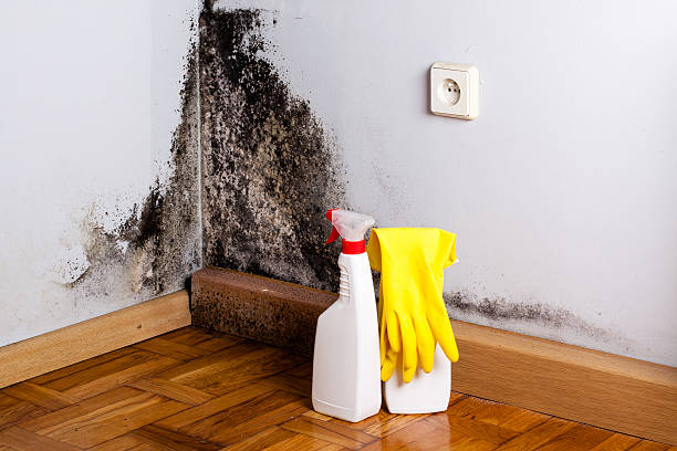 Best Attic Mold Remediation in Williamsburg, OH